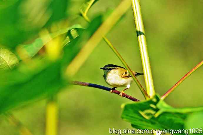 黄眉柳莺（23）