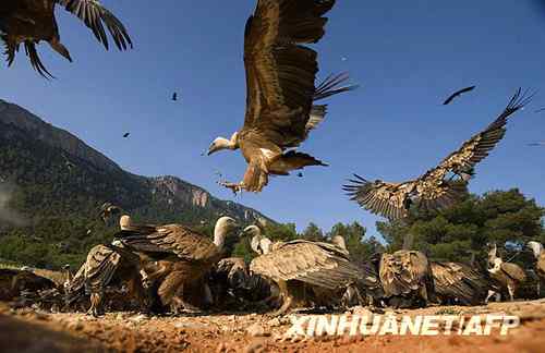 西班牙退休海员爱大鸟 二十年喂食秃鹫