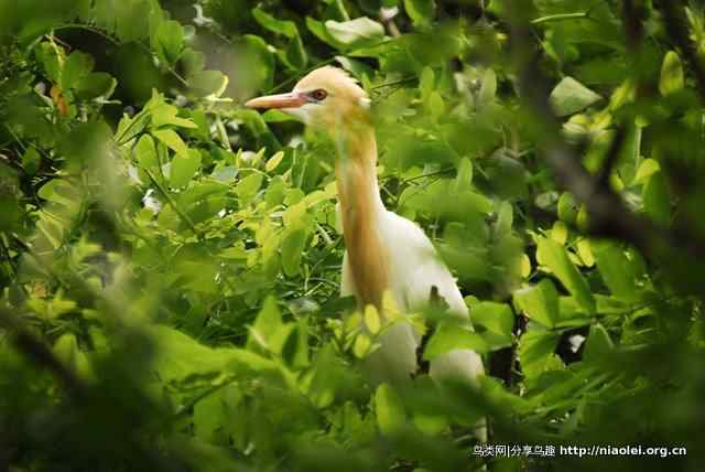洞庭湖地区夏候鸟:牛背鹭
