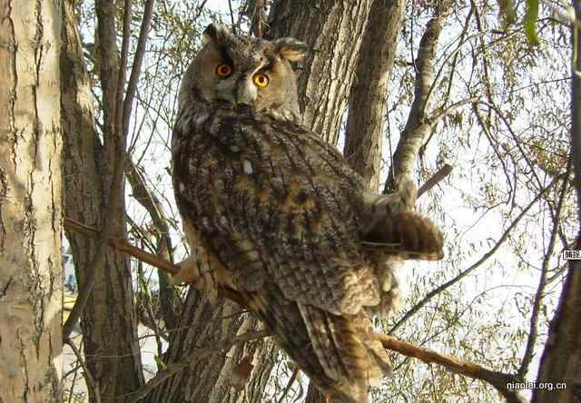 网友放生猫头鹰