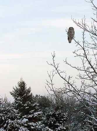 乌林鸮居住的环境