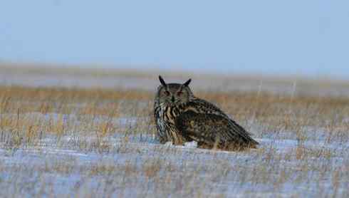 雕鸮的最大的天敌是人类