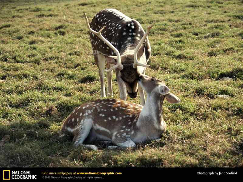 好看的动物图片(4) 好看的动物图片(4)