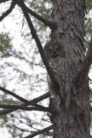 [组图]乌林枭爸爸