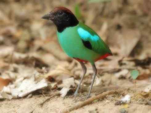 美丽无罪：雀鸟之八色鸫