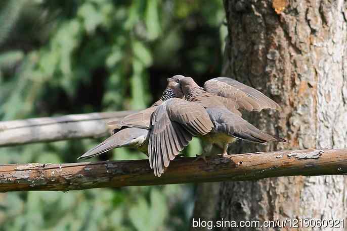 内蒙古鸟类摄影——珠颈斑鸠（喂食）