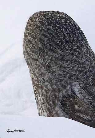 猫头鹰乌林鸮的”雷达系统”