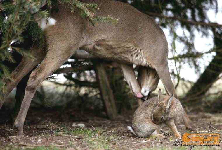 [组图]鹿和兔子的故事