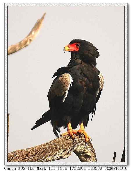 吃蛇的猛禽蛇雕——短尾雕 吃蛇的猛禽蛇雕——短尾雕