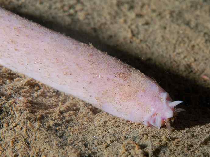 鱼类活化石：盲鳗