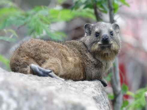 动物世界：山寨还是原创之十