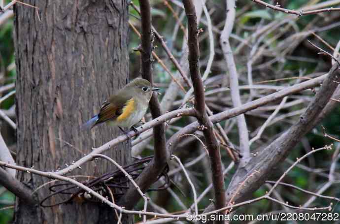 151.圣诞节送上12月份拍新鸟