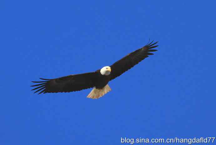 白头海雕