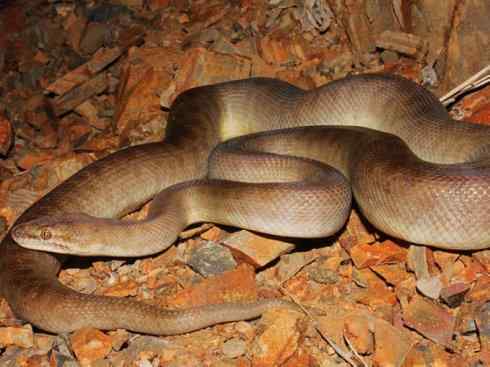 龙:传说的兽原型探秘(树蟒类) 龙:传说的兽原型探秘(树蟒类)