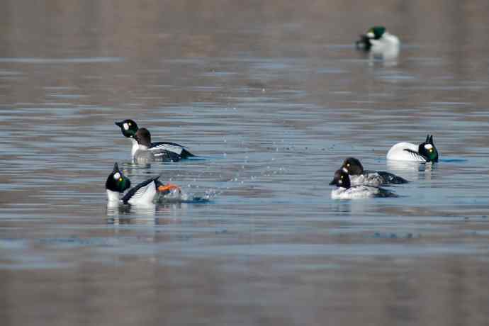 鹊鸭秀芭蕾 wbr倒踢紫金冠☆★