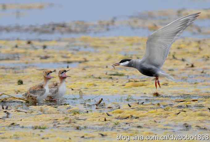 灰斑鸠踩蛋 wbr须浮鸥育雏