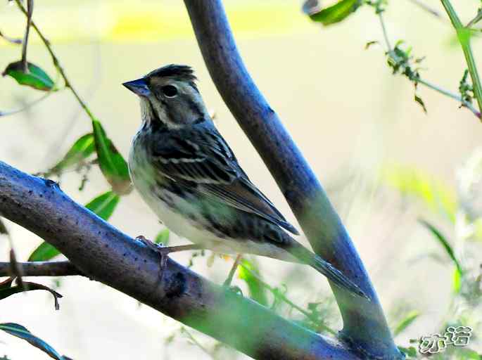 河北乐亭&nbsp;wbr路&nbsp;wbr新进账的鸟儿