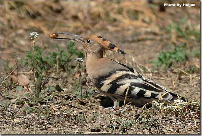  点击图片或使用键盘← →翻页