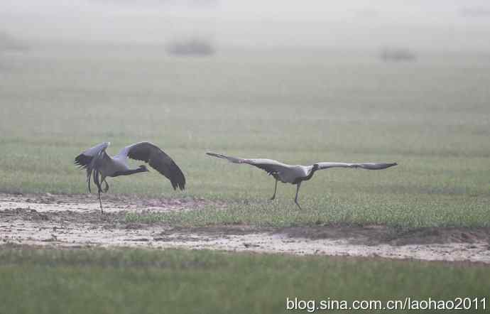 蓑羽鹤，好久不见