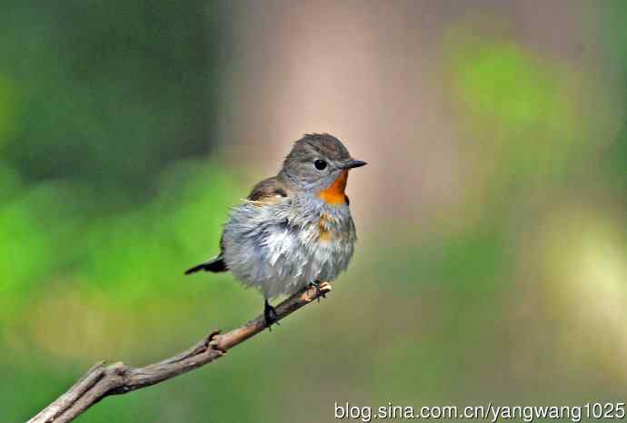 浴后（红喉姬鹟）