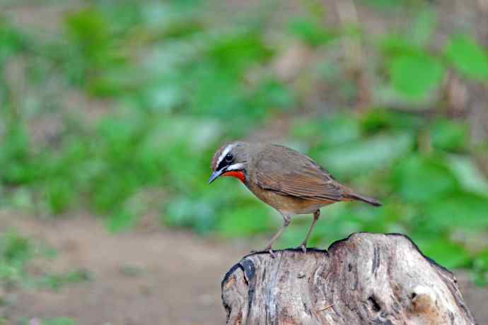 雄性红喉歌鸲(4) 雄性红喉歌鸲(4)