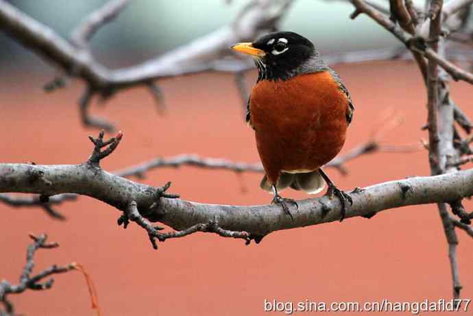 北美知更鸟（2）