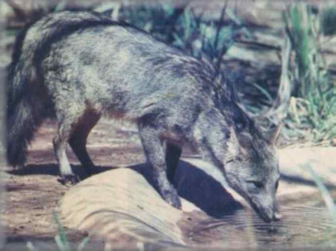 犬科：犬亚科小耳犬属的小耳犬