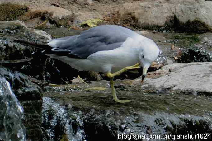 两只黑尾鸥(水禽湖)