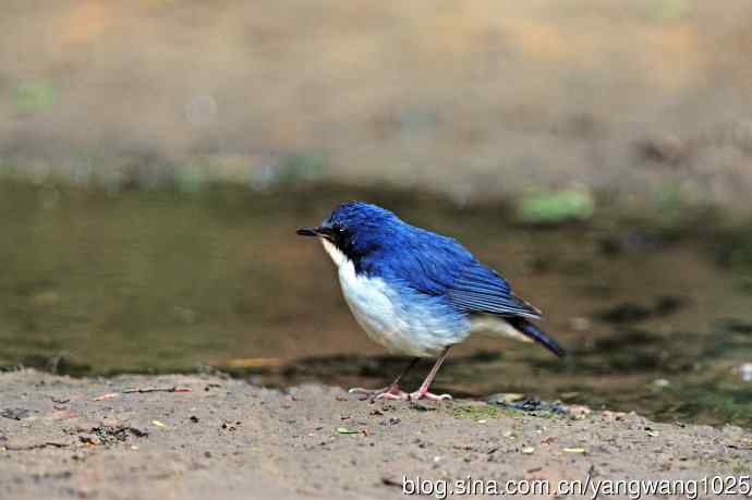 雄性蓝歌鸲（7）