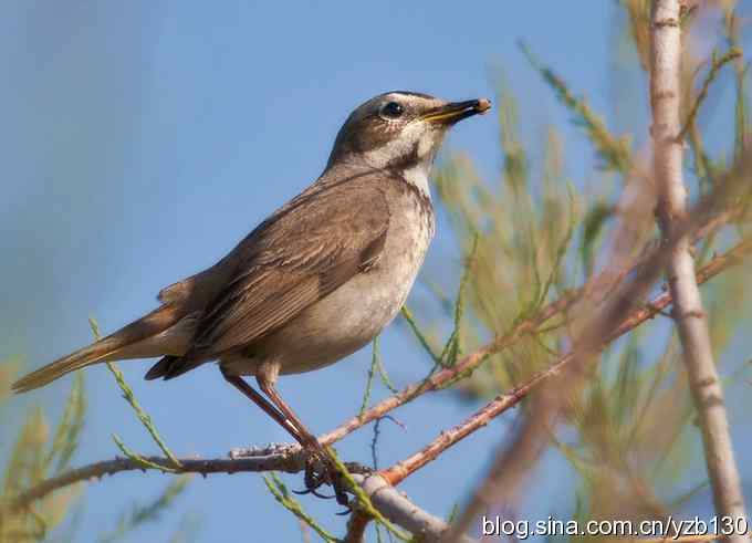 精神抖擞蓝点颏(组图,10张图片) 精神抖擞蓝点颏(组图,10张图片)
