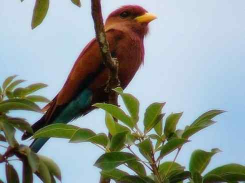 绝色攀禽：佛法僧目之三宝鸟