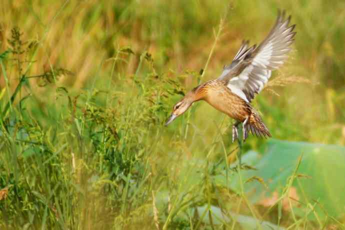 白眉鸭（新品）