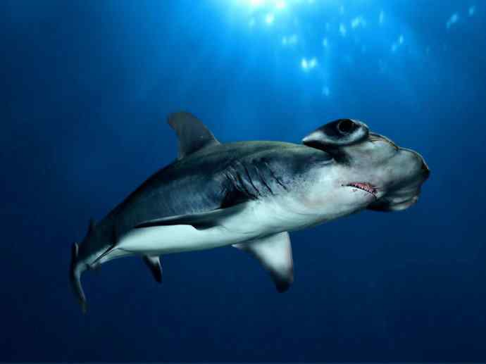 鱼类活化石：皱鳃鲨