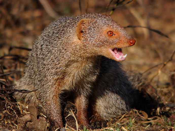 盘点十二大著名食蚁动物:食蚁兽 盘点十二大著名食蚁动物:食蚁兽