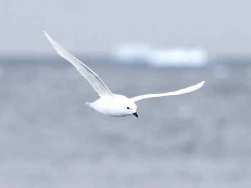 奇特的盔:雪海燕 奇特的盔:雪海燕