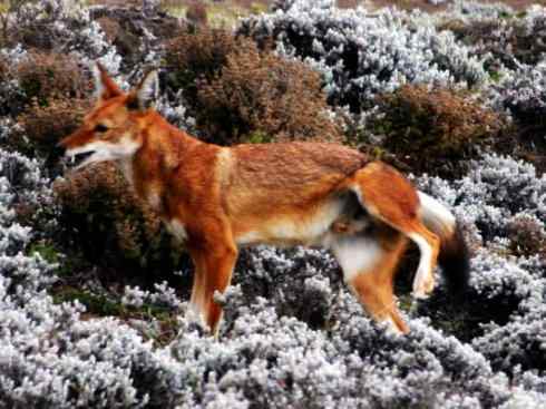 犬科：犬亚科犬属之西门豺、侧纹豺（胡狼类）