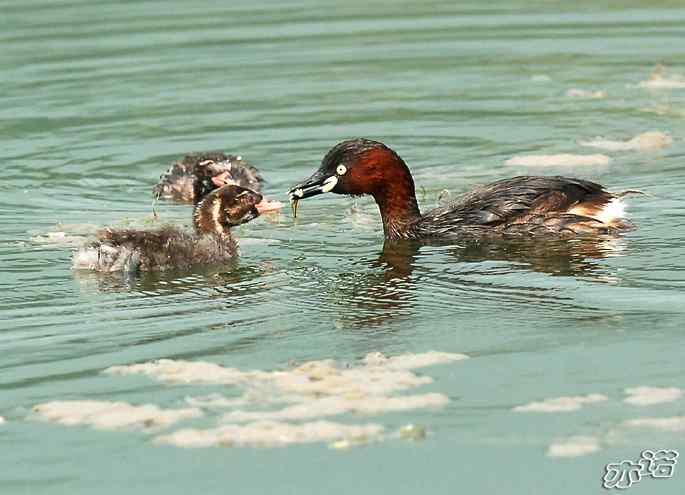 北京植物园拍鸟——小鸊鷉一家