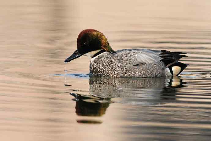 唐罗鸭 wbr八百里加急★
