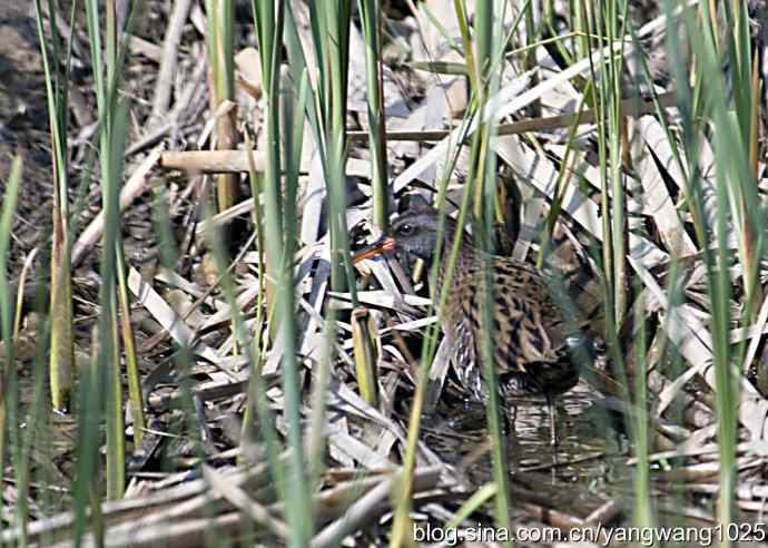 芦苇丛中的秧鸡 wbr2