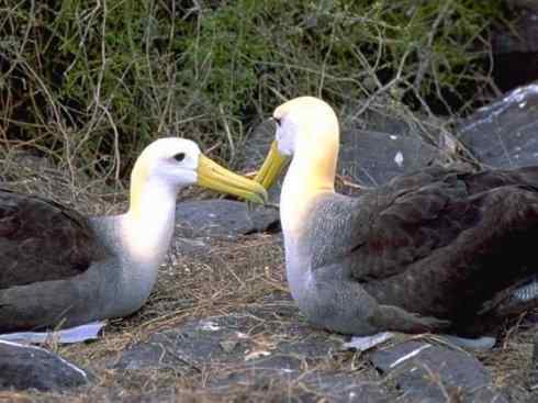 猎奇:奇特的鸟喙之七 猎奇:奇特的鸟喙之七