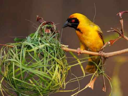 极品红色鸟类：红艳织雀