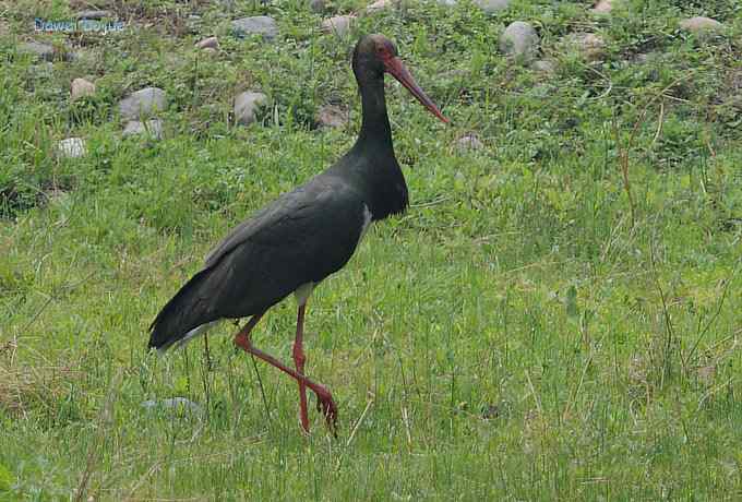 十渡的黑鹳和苍鹭