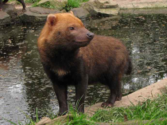 犬科：薮犬亚科薮犬属之薮犬
