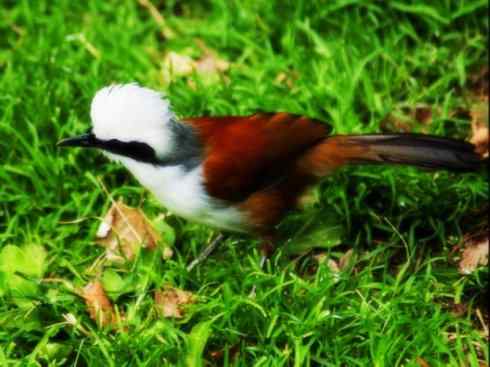 美丽无罪：雀鸟之噪鹛