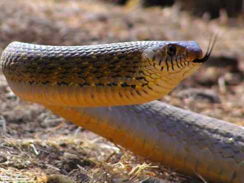 龙：传说的兽原型探秘（游蛇类）