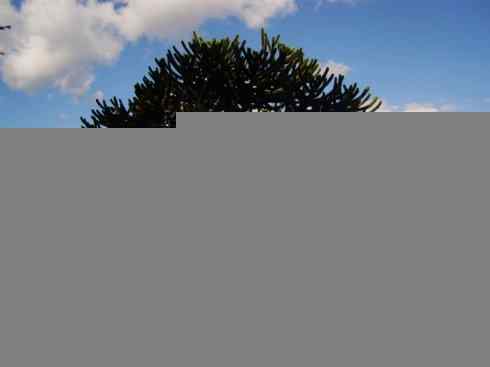 鱼类活化石：弓鳍鱼