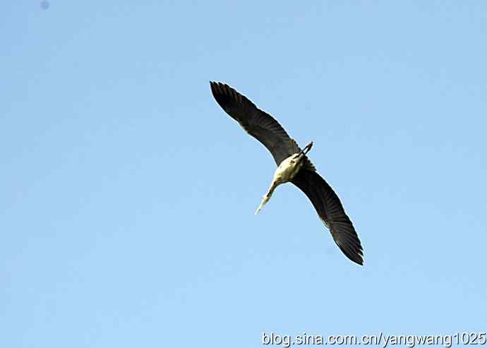 苍鹭 wbr2 苍鹭 wbr2