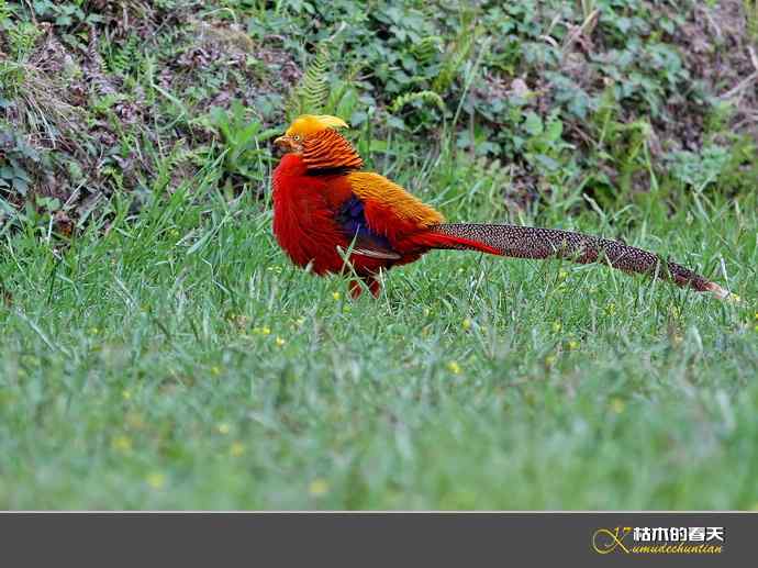 洋县拍鸟：红腹锦鸡