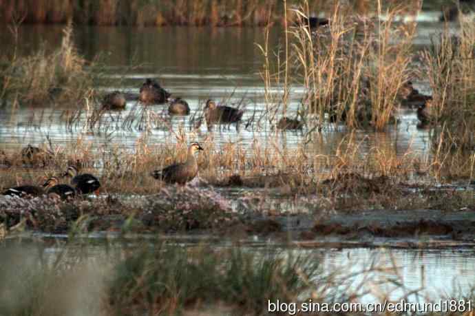 崇明东滩湿地公园十一月鸟况-望远镜打鸟
