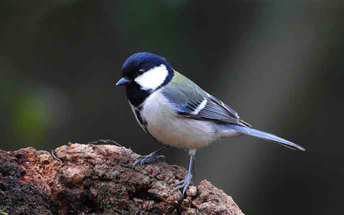 洋县两天观鸟，秦岭如此美妙！
